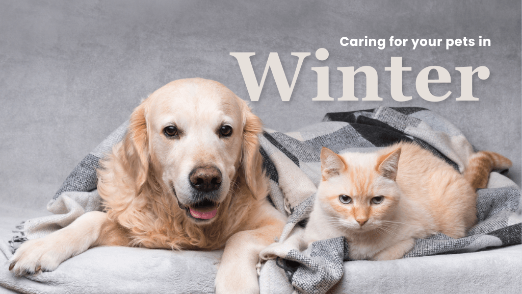 Winter Care for Pets: Ensuring Their Comfort and Safety Winter Care for Pets: Ensuring Their Comfort and Safety